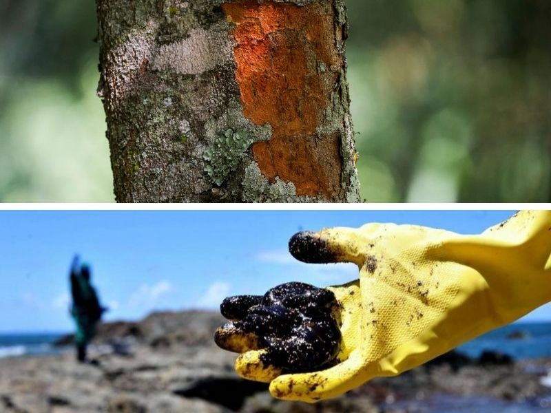 Gestão Ambiental e Certificações + Elaboração de Laudos e Pareceres Técnicos Ambientais