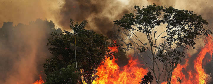 Principais causas de incêndios florestais no Brasil - Instituto Brasileiro de Sustentabilidade - INBS
