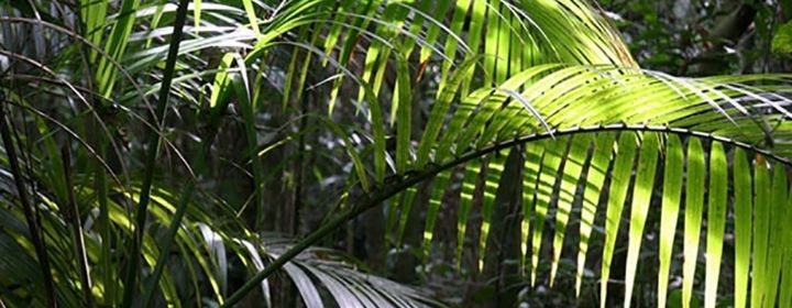 Plantio de Sementes de Palmeira Juçara - Instituto Brasileiro de Sustentabilidade - INBS