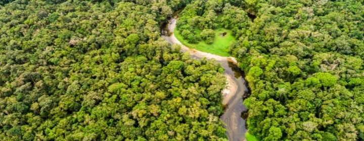 Direito ambiental e florestas - Instituto Brasileiro de Sustentabilidade - INBS