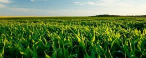 Mudanças climáticas, clima e agricultura - Instituto Brasileiro de Sustentabilidade - INBS