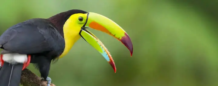 Direito dos animais