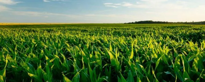 Mudanças climáticas, clima e agricultura - Instituto Brasileiro de Sustentabilidade - INBS