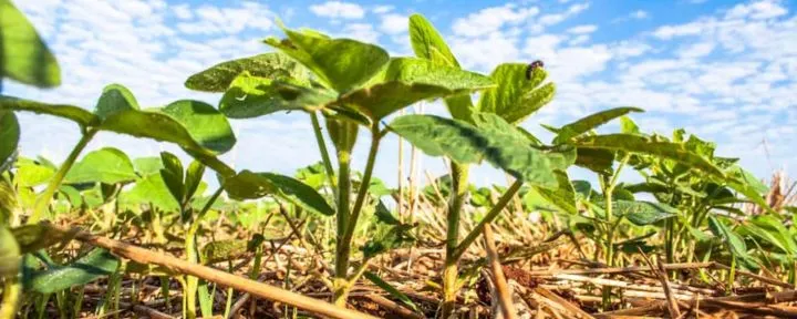 O uso do plantio direto para a mitigação das mudanças climáticas