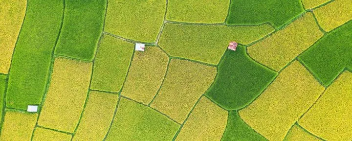 Embrapa - Plantações - INBS